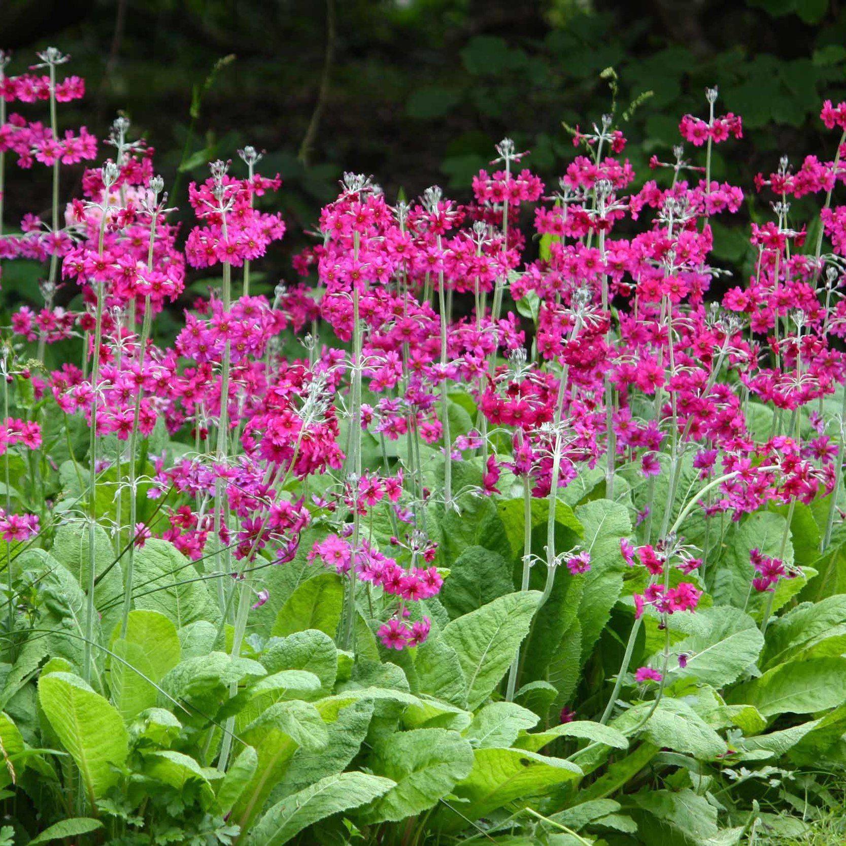 Primula Japonica 'Japanese Primrose' (Potted) - Play It Koi