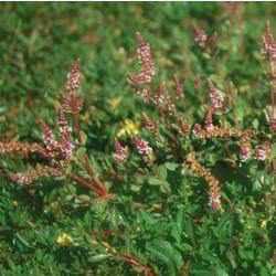 Rotala Indica - Pink Sprite (Bare Root) - Play It Koi