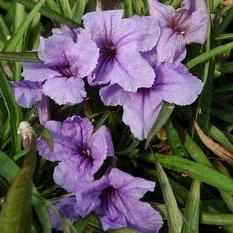 Ruellia Brittoniana 'Katie' - Dwarf Blue Bells (Bare Root) - Play It Koi