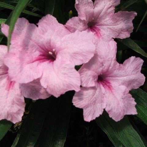 Ruellia Brittoniana 'Pink' - Dwarf Pink Bells (Bare Root) - Play It Koi