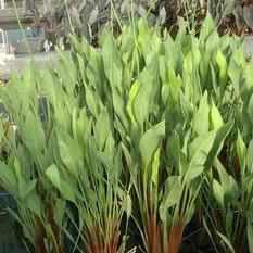 Sagittaria lancifolia 'Rubrum' - Red Stemmed Sagittaria (Bare Root) - Play It Koi