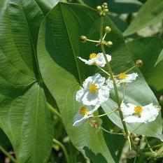 Sagittaria latifolia - Arrowhead (Bare Root) - Play It Koi