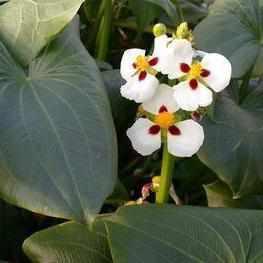Sagittaria Montevidensis - Aztec Arrowhead (Bare Root) - Play It Koi