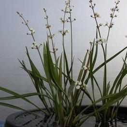 Sagittaria Spp. 'Rubrum' - Dwarf Red Stemmed Sagittaria (Bare Root) - Play It Koi