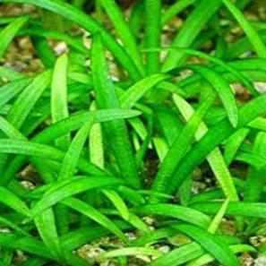 Red Stemmed Sagittaria (Sag. Lancifolia Rubrum)– Pond Megastore