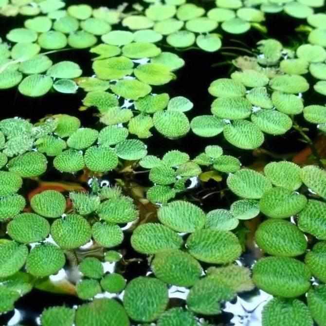 Salvinia Minima - Mini Water Velvet (Bare Root) - Play It Koi