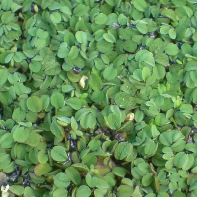 Salvinia Minima - Mini Water Velvet (Bare Root) - Play It Koi