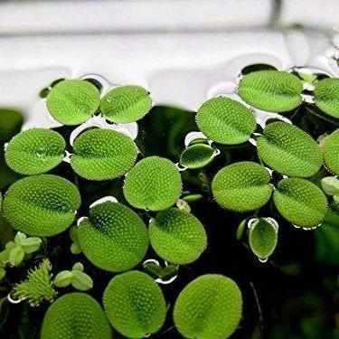 Salvinia Minima - Mini Water Velvet (Bare Root) - Play It Koi