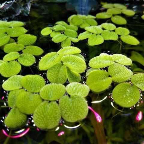 Salvinia Minima - Mini Water Velvet (Bare Root) - Play It Koi