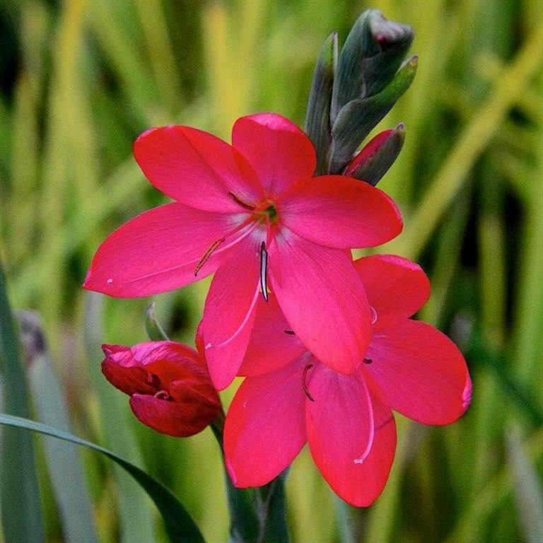 Schizostylis Coccinea 'Oregon Sunset' (Bare Root) - Play It Koi