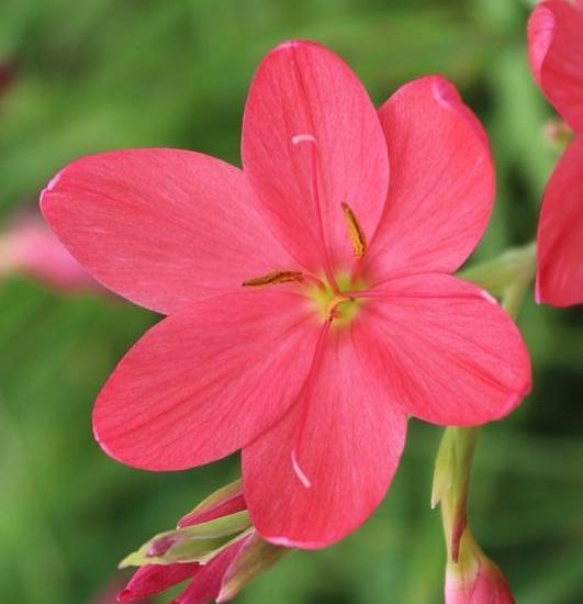 Schizostylis Coccinea 'Zeal Salmon' (Potted) - Play It Koi