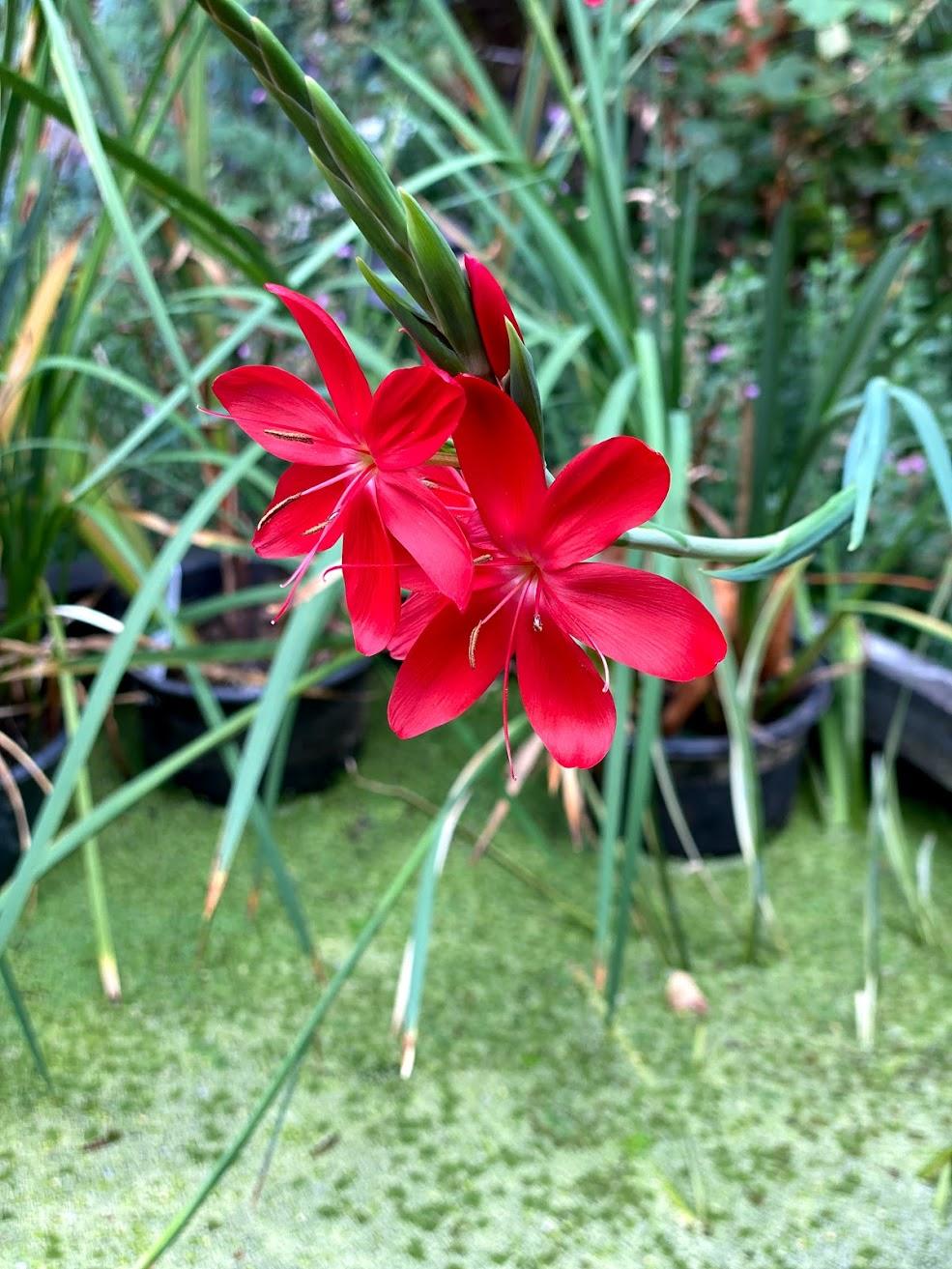 Schizostylis Coccinea 'Zeal Salmon' (Potted) - Play It Koi
