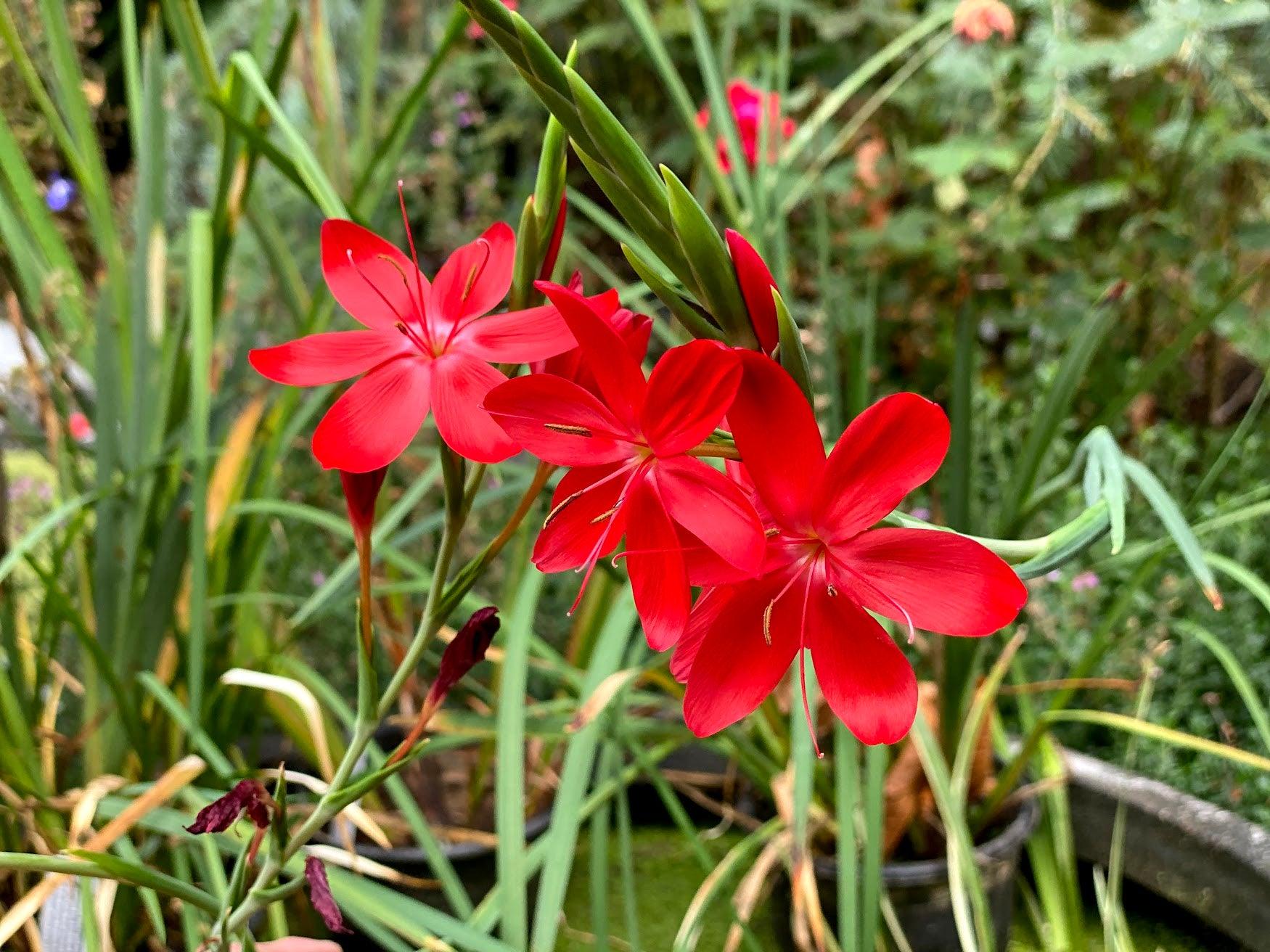 Schizostylis Hesperantha Coccinea 'Zeal Salmon' (Bare Root) - Play It Koi