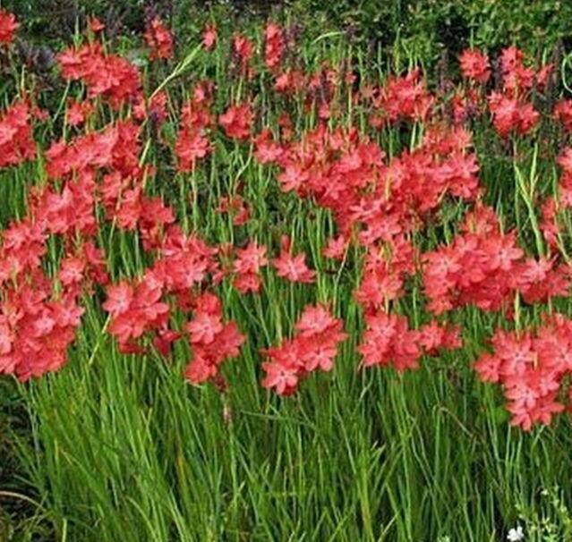 Schizostylis Hesperantha Coccinea 'Zeal Salmon' (Bare Root) - Play It Koi