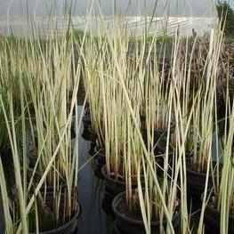 Scirpus 'Albescens' - White Rush (Bare Root) - Play It Koi