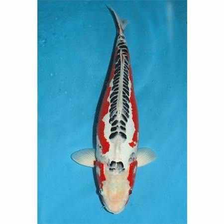 Shusui - Play It Koi