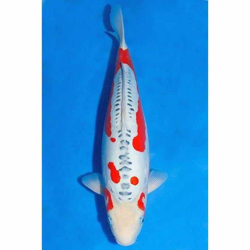 Shusui - Play It Koi