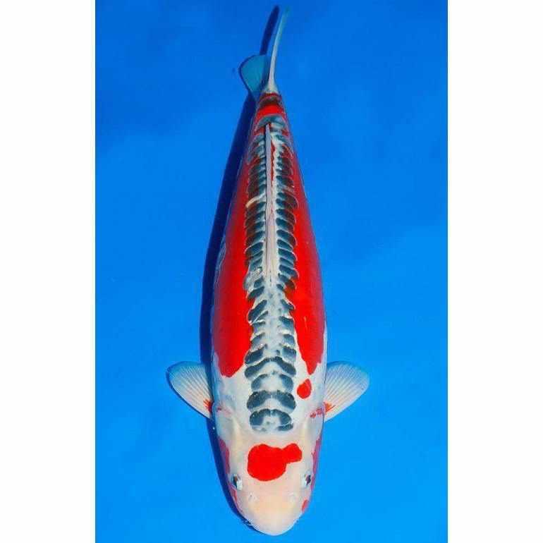 Shusui - Play It Koi