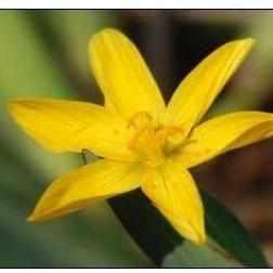 Sisyrinchium Californicum - Yellow-Eyed Grass (Bare Root) - Play It Koi