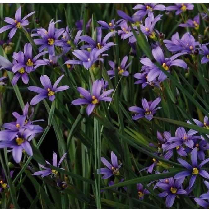 Sisyrinchium Montanum - Blue-Eyed Grass (Bare Root) - Play It Koi