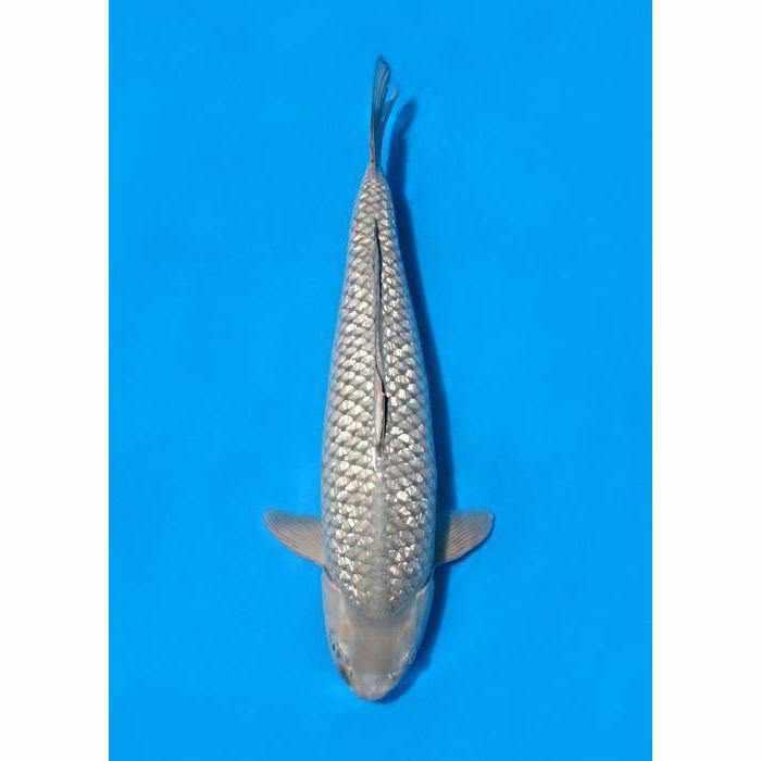 Soragoi - Play It Koi