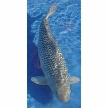 Soragoi - Play It Koi