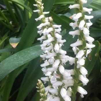 Spiranthes Cernua Var. Ordata 'Fragrant Ladies Tresses' (Bare Root) - Play It Koi