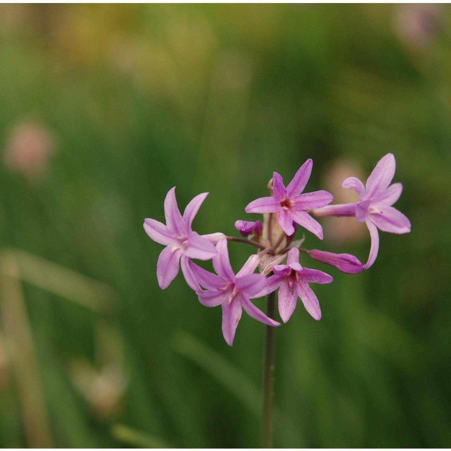 Tulbaghia Violacea - Society Garlic (Bare Root) - Play It Koi