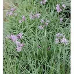 Tulbaghia Violacea 'Variegata' - Variegated Society Garlic (Bare Root) - Play It Koi