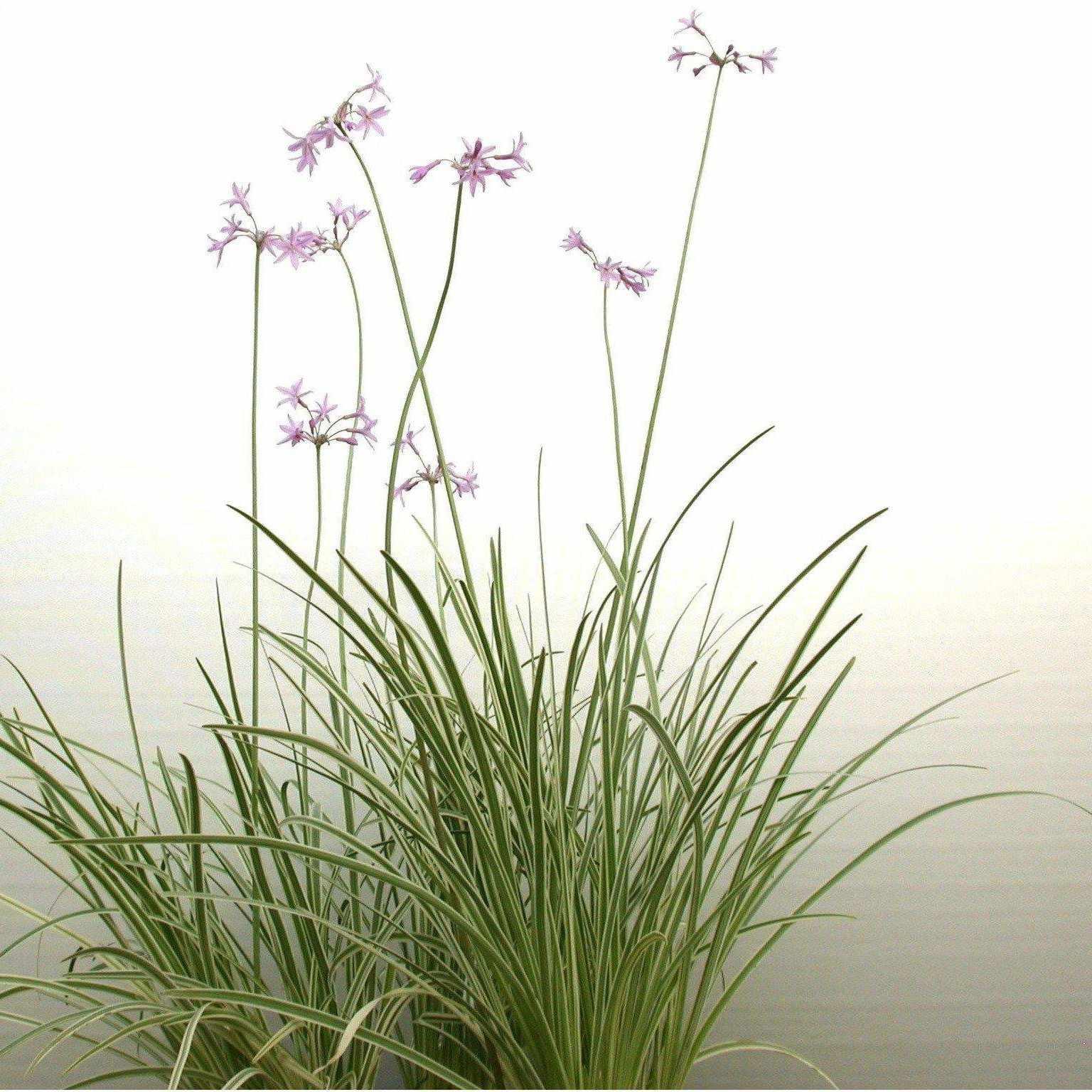 Tulbaghia Violacea 'Variegata' - Variegated Society Garlic (Bare Root) - Play It Koi