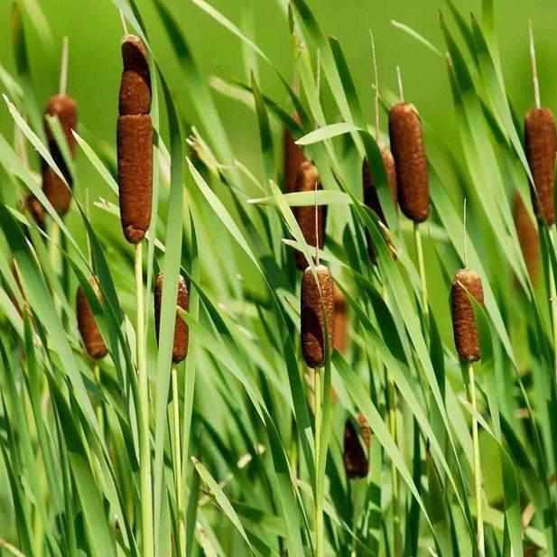 Typha Latifolia - Common Cattail (Bare Root) - Play It Koi