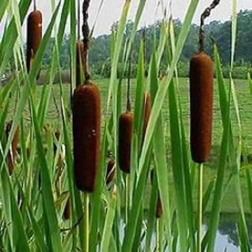 Typha Latifolia - Common Cattail (Bare Root) - Play It Koi