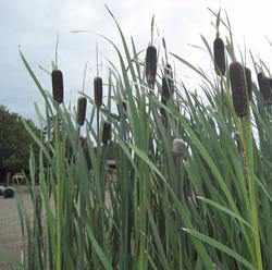 Typha Latifolia - Common Cattail (Bare Root) - Play It Koi