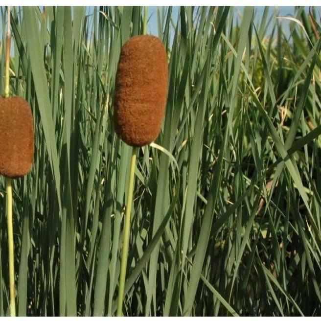 Typha Laxmannii - Graceful Cattail (Potted) - Play It Koi