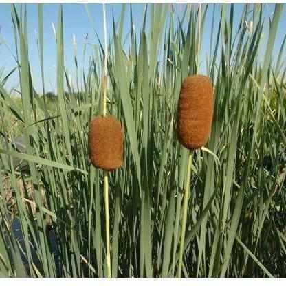 Typha Laxmannii - Graceful Cattail (Potted) - Play It Koi