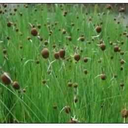 Typha Minima ‘Europa’ - Minature Cattail (Bare Root) - Play It Koi