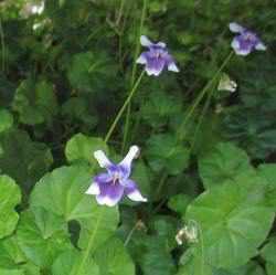 Viola Hederacea - Australian Jumping Violet (Bare Root) - Play It Koi