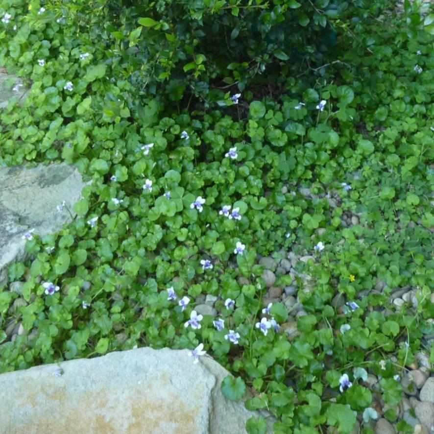 Viola Hederacea - Australian Jumping Violet (Bare Root) - Play It Koi