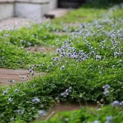 Viola Hederacea - Australian Jumping Violet (Bare Root) - Play It Koi
