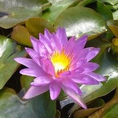 Violicious Lavender Purple Tropical-Hardy Hybrid Lily (Potted) - Play It Koi