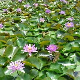 Violicious Lavender Purple Tropical-Hardy Hybrid Lily (Potted) - Play It Koi