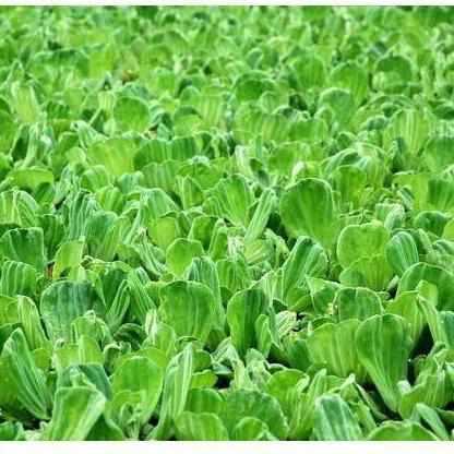 Water Lettuce - Play It Koi