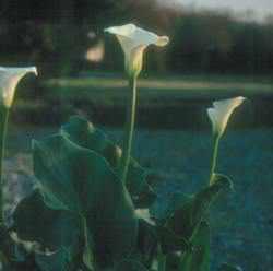 herbicide for calla lily Zantedeshia Aethiopica