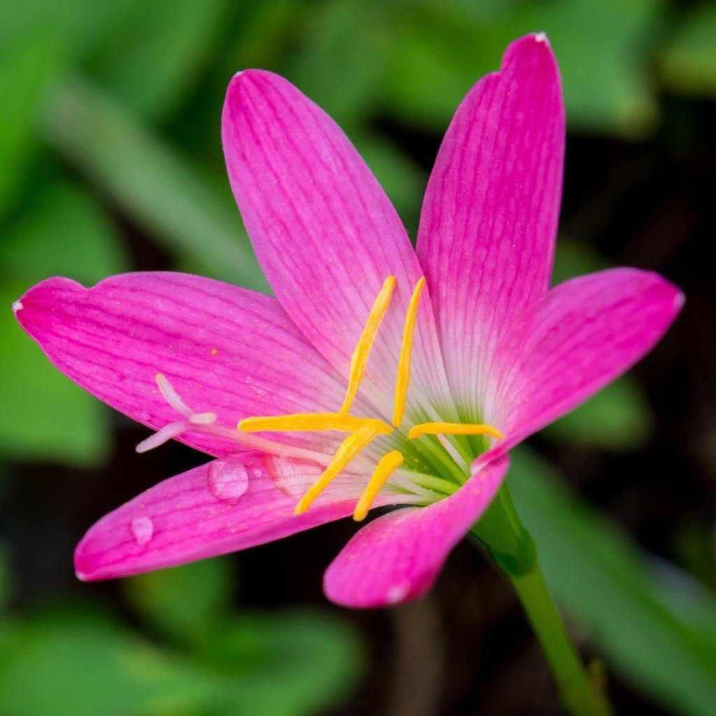 Zephyranthes Rosea - Pink Fairy Lily (Bare Root) - Play It Koi