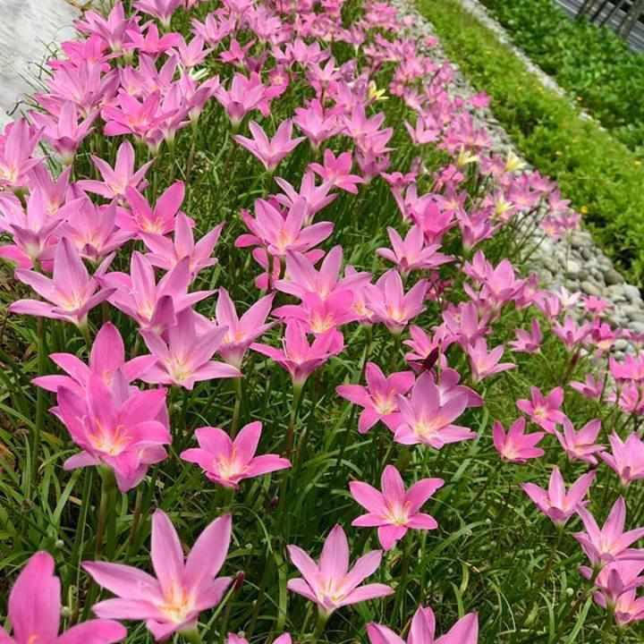 Zephyranthes Rosea - Pink Fairy Lily (Bare Root) - Play It Koi