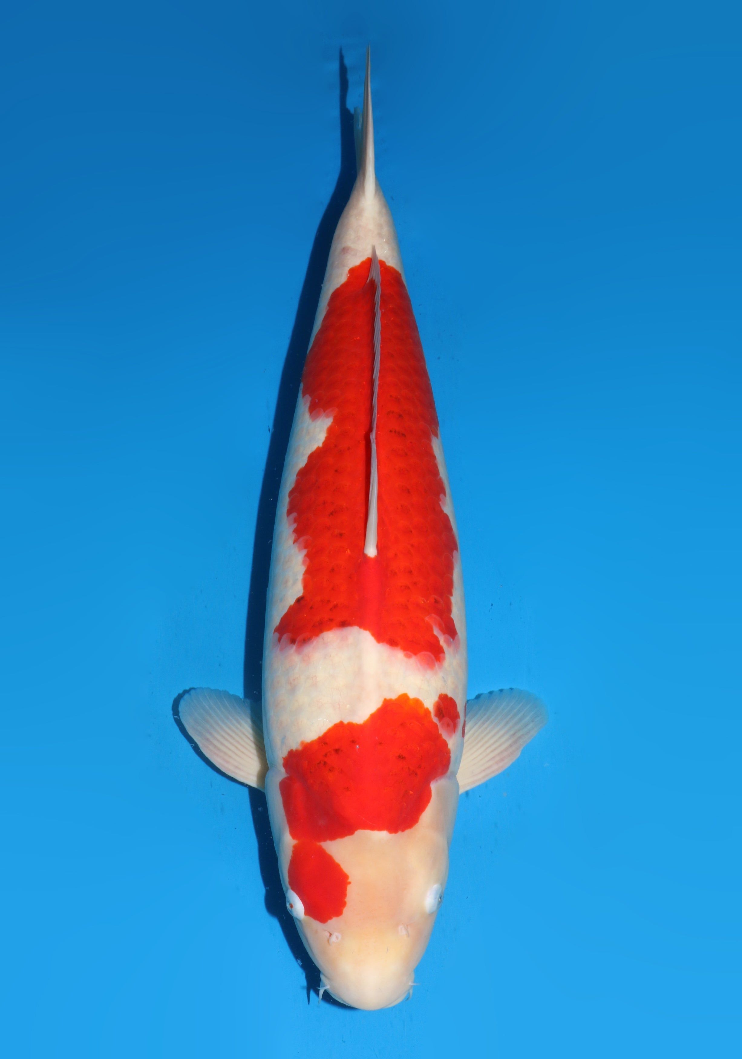 Show-quality Kohaku koi with deep red hi markings over a pure white shiroji base