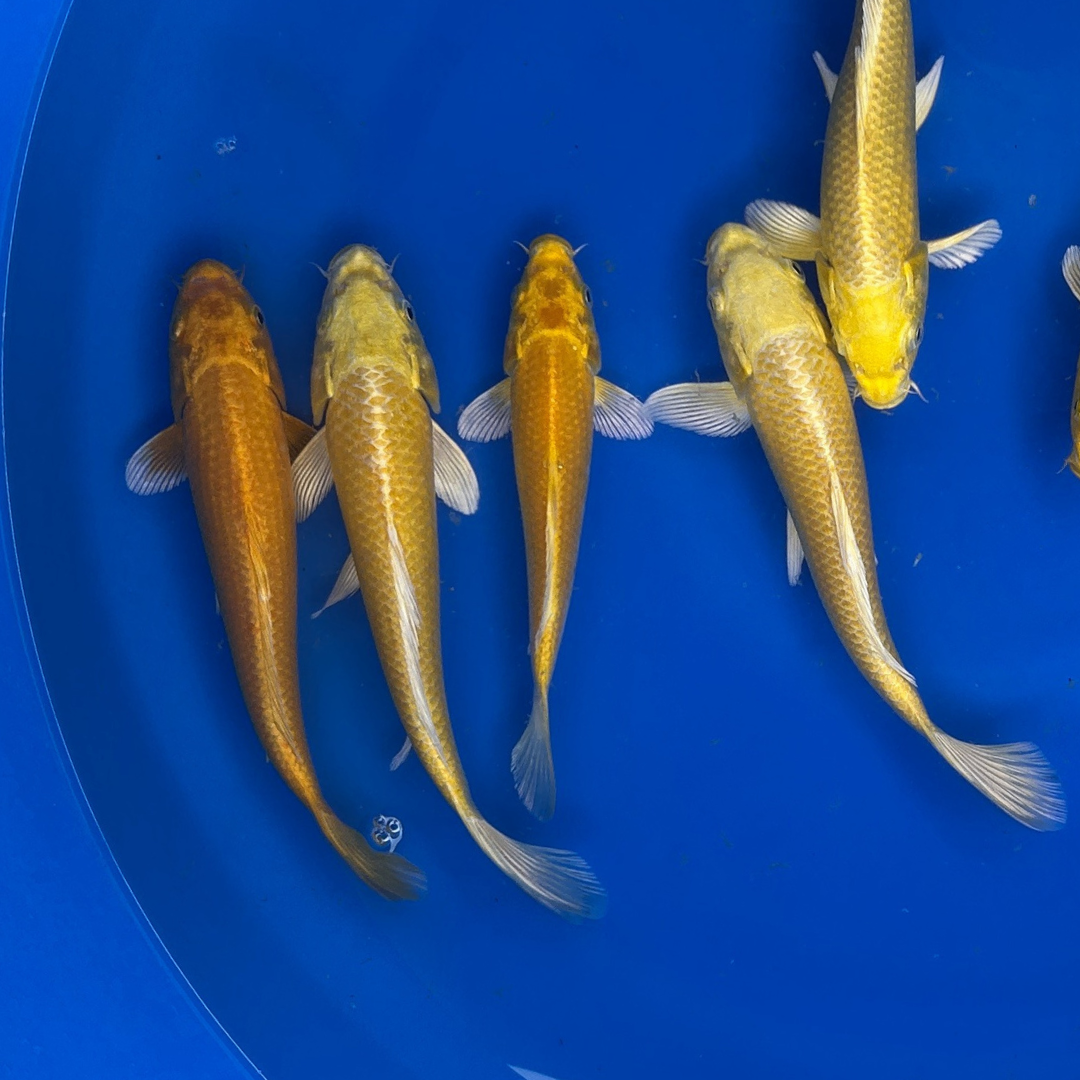 Yamabuki Ogon koi with solid golden yellow metallic scales swimming in a koi pond