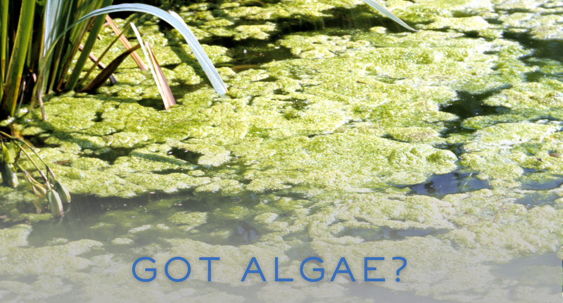 Photo inspiration: Fresh Look at What Is Algae And How Does It Affect Pond Water