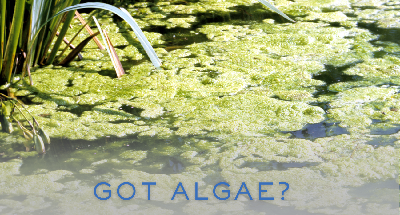 What is Algae and How Does it Affect Pond Water Quality?