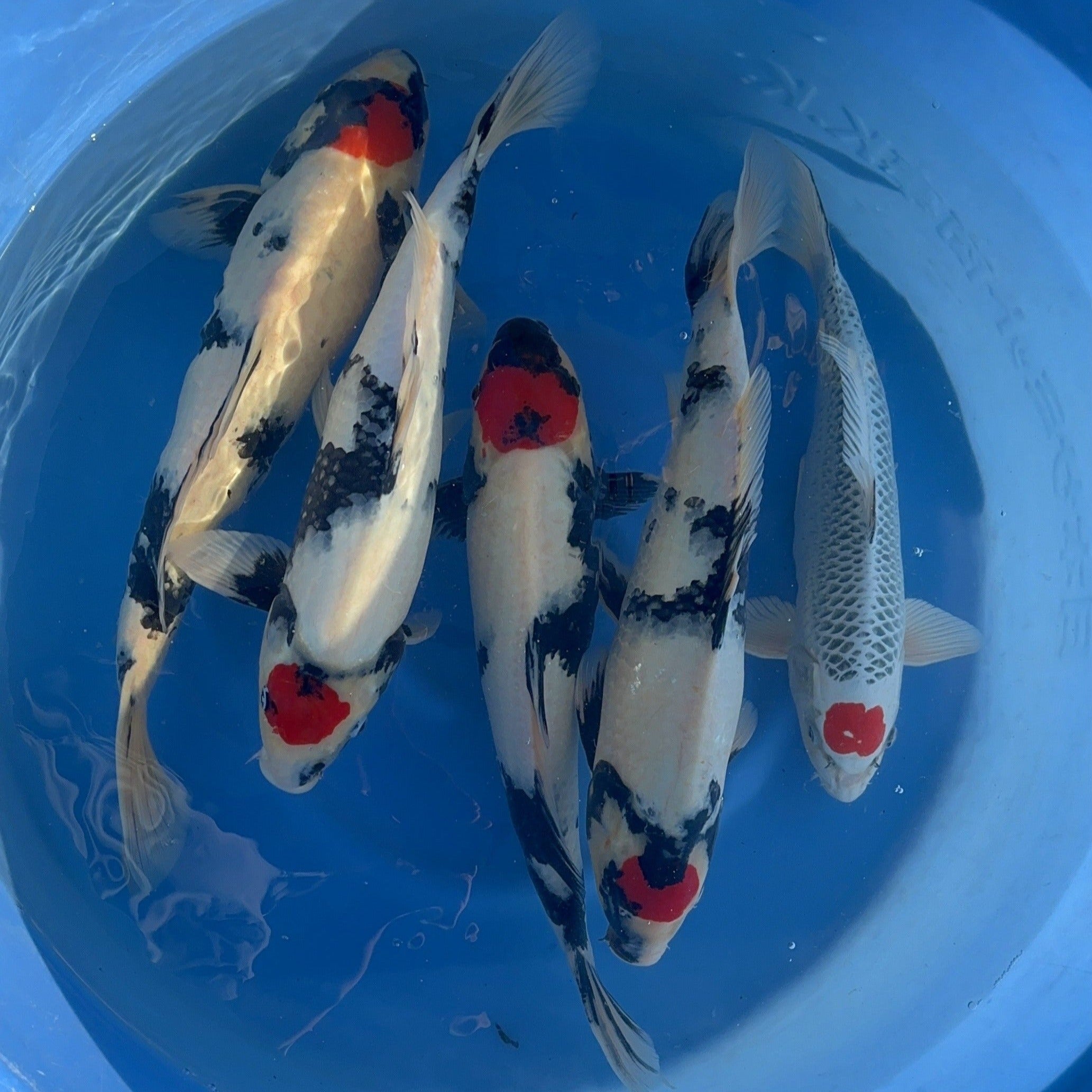 Six Tancho koi viewed from above in a blue bowl, each with a single red crown on a white head